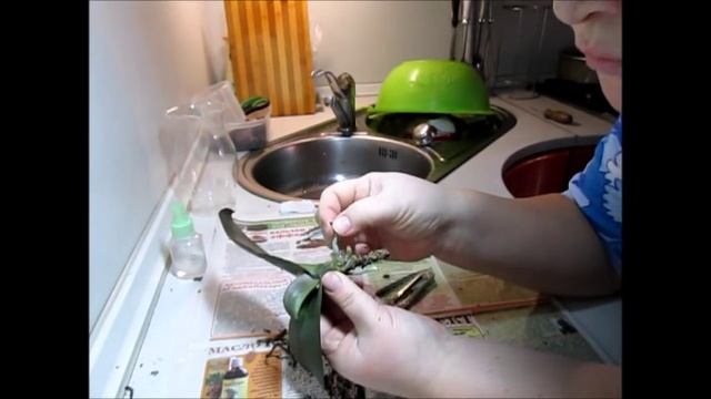 Орхидея теряет тургор + корни с сюрпризом смотреть онлайн