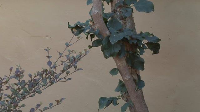 How to Use Bougainvillea for Flower Landscaping : Great Gardening смотреть онлайн