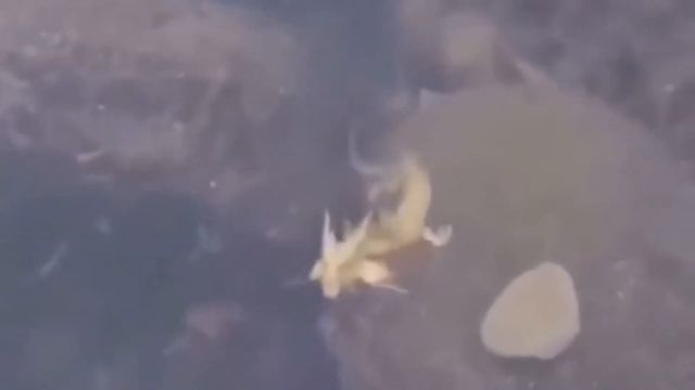 5 НЕИЗВЕСТНЫХ МОРСКИХ СУЩЕСТВ СНЯТЫХ НА КАМЕРУ смотреть онлайн