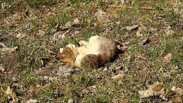 КОТ...БАЛДЕЕТ ОТ ВЕСНЫ... смотреть онлайн