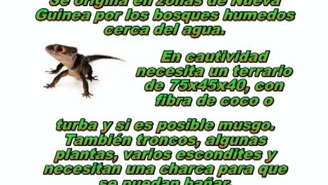 Tribolonotus gracilis FALSO COCODRILO, cuidados en cautividad смотреть онлайн
