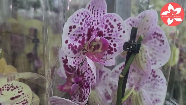 Обзор орхидей в магазине Флорэвиль июль 2021 смотреть онлайн