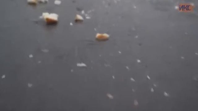 В Севастополь на зимовку прилетели лебеди смотреть онлайн