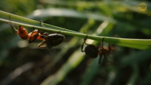 If You See This Bug in Water, Swim Away ASAP смотреть онлайн