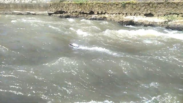 [RC BOAT] UDIRC VENOM - Maiden Run!!! смотреть онлайн
