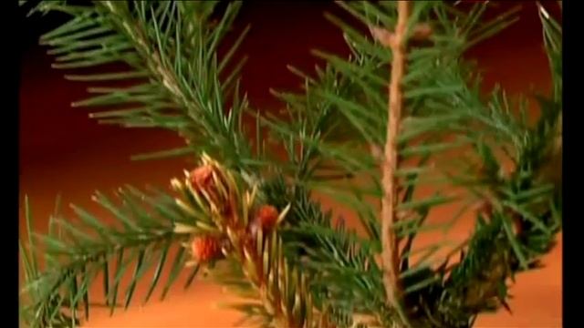 Особенности прививок хвойных