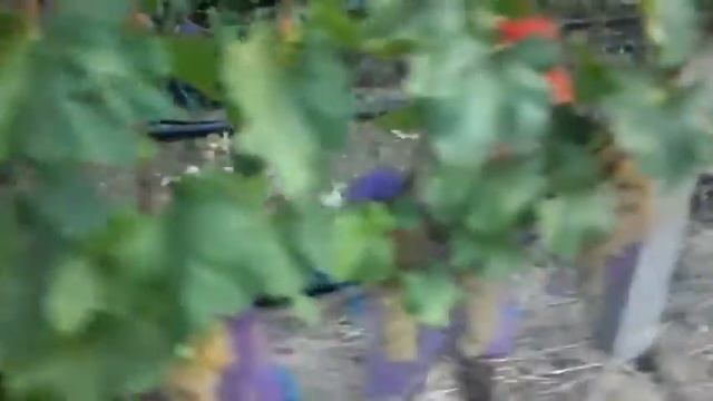 Виноград Валентина 2018г смотреть онлайн
