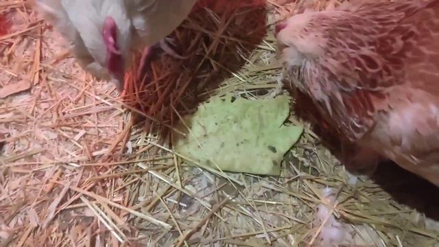 Жизнь кур разных пород в одном птичнике#Для любителей сельского хозяйства смотреть онлайн