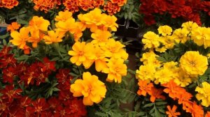 Обзор сортов бархатцев. Эти бархатцы однозначно стоит выращивать! Продам быстро и без вопросов)))