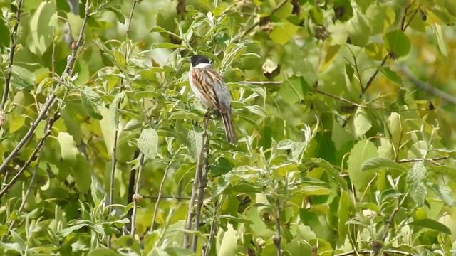 Тростниковая овсянка