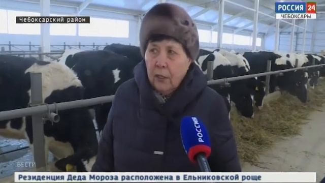 По европейским стандартам: в Чебоксарском районе открылся новый животноводческий комплекс смотреть онлайн