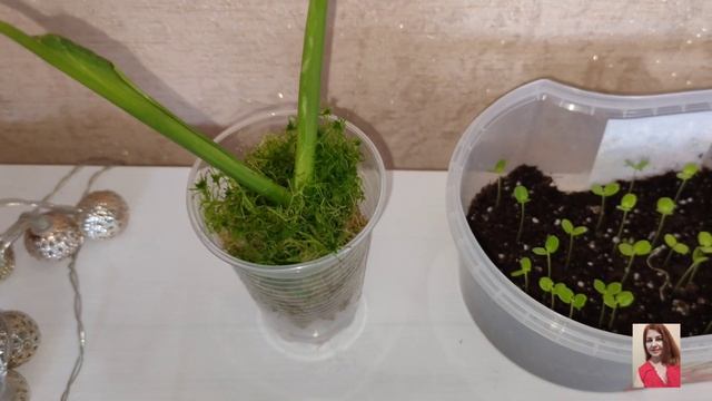 Комнатные цветы.Мои сеянцы.Выхаживаю спатифиллум,филодендрон. смотреть онлайн