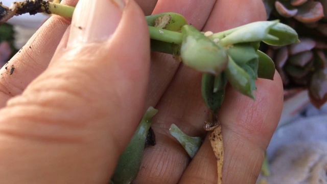 COMO TER SUCESSO COM A ECHEVERIA ANGEL - LIVRE DE PRAGAS