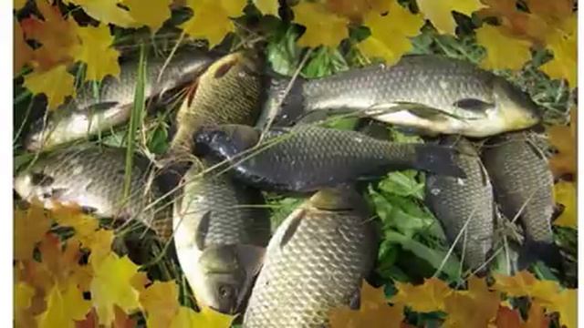 Ловля карпа в октябре! Как поймать крупного карпа осенью смотреть онлайн