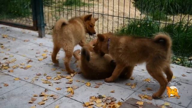 Щенки карело-финской лайки (финского шпица) - помет 22 июня 2021 года смотреть онлайн