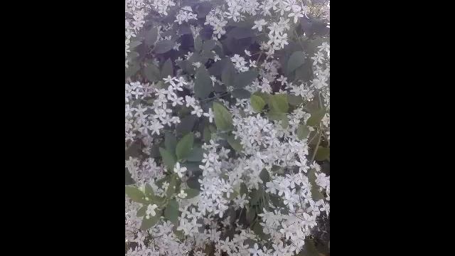 Моя любима дача !!!!!!!!! смотреть онлайн