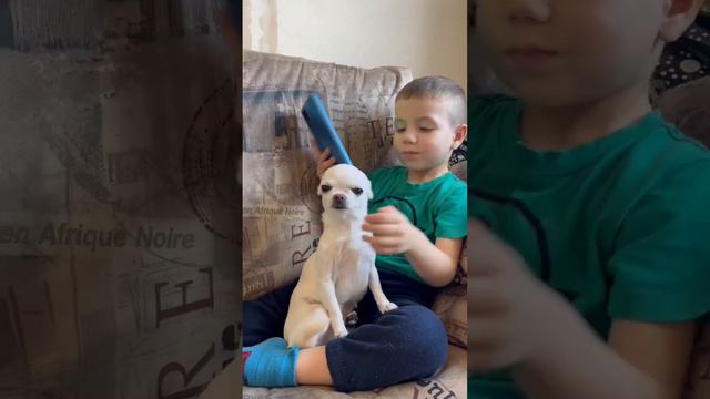 Это любовь 🥰!!! #2023 #дети #семья #собака #чихуахуа #животные смотреть онлайн