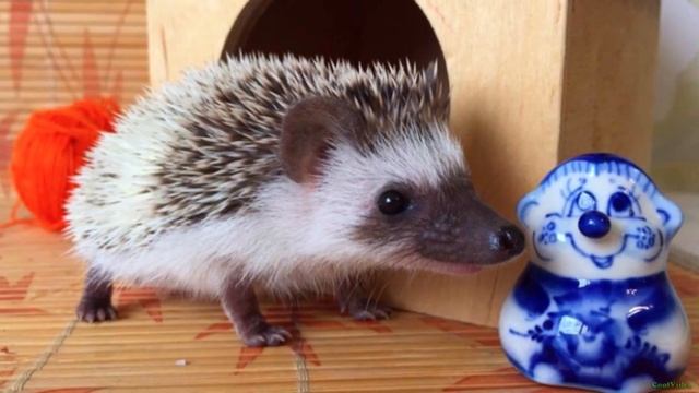Самые необычные домашние животные в мире! смотреть онлайн