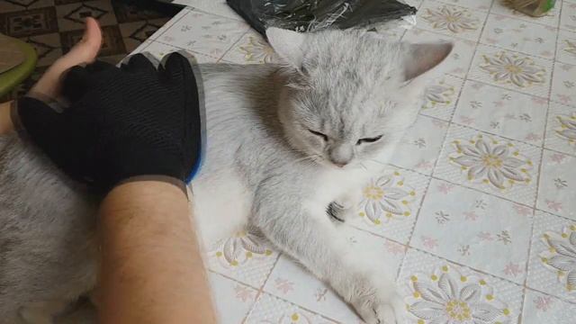 Перчатка для вычесывания шерсти с Aliexpress смотреть онлайн