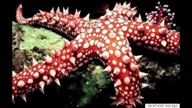 Послание Арктурианской группы от 31 июля 2022 года Цивилизация АРКТУР смотреть онлайн