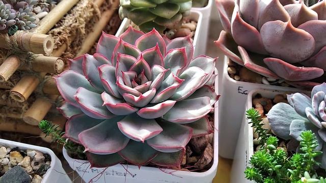 Echeveria Mystery