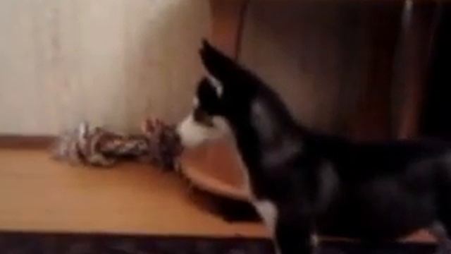 щенок хаски лает на шуруповер(сибирские хаски) смотреть онлайн