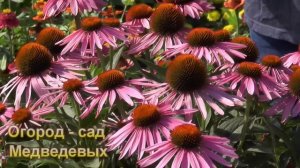 Эхинацея (рудбекия) пурпурная - мой способ выращивания