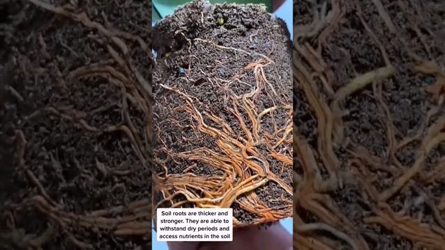 Know the difference between water roots and soil roots смотреть онлайн