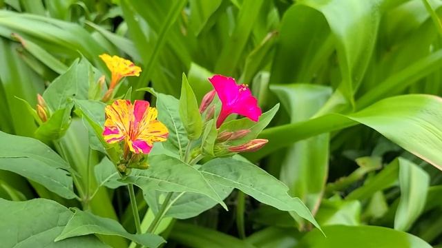 What causes broken colors on 4 O'clocks (Mirabilis jalapa) ? смотреть онлайн