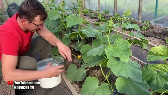 Огірки обожнюють цю білу підгодівлю! Огірки засиплють вас урожаєм раніше терміну смотреть онлайн