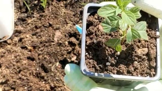 ЧЕРЕНКОВАНИЕ метельчатой гортензии ЛАЙМ ЛАЙТ. Пересадка саженцев гортензии из череночника. смотреть онлайн