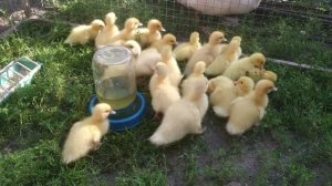 Чем кормить индоутят в первые дни. Пополнение в нашем хозяйстве.