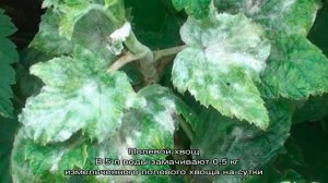 Самые эффективные народные средства от мучнистой росы на смородине