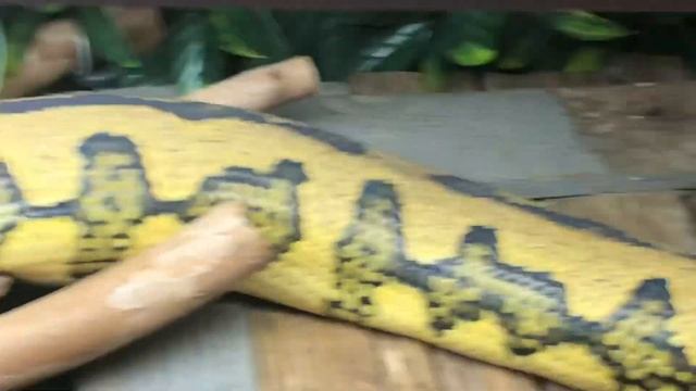Jungle Jag Carpet Python- Getting Bigger 2m смотреть онлайн