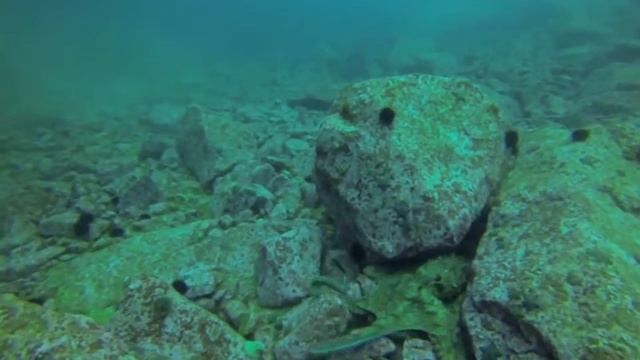 Осменог (Спрут) на глубине 28м Владивосток 2013 смотреть онлайн