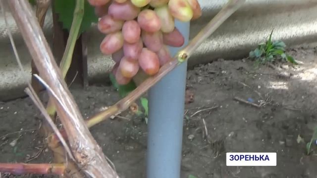 Ультраранние и очень ранние сорта на моем винограднике смотреть онлайн