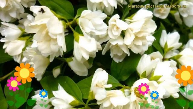 Чубушник гибридный Калина. Краткий обзор, описание philadelphus hybridа Limestone (Alabasrite) смотреть онлайн