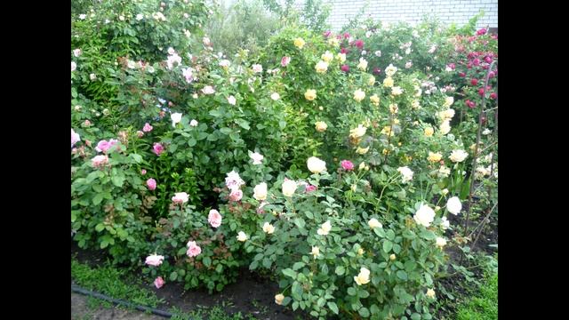 Моя энциклопедия английских роз. Роза Golden Celebration. смотреть онлайн