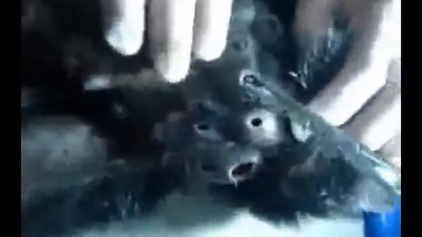 monster botfly larvae in eye, nose, arms, back. They are everywhere on the body