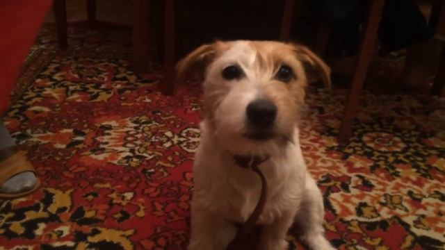 Говорящий пес Джек Рассел Терьер