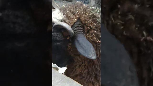 «Украинское село» мини -зоопарк смотреть онлайн