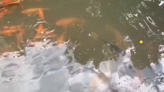 Китайские карпы Вьетнам смотреть онлайн