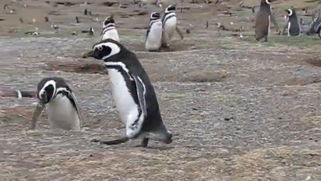 Penguins on Magdelena Island, the Straits of Magellan, Chile смотреть онлайн