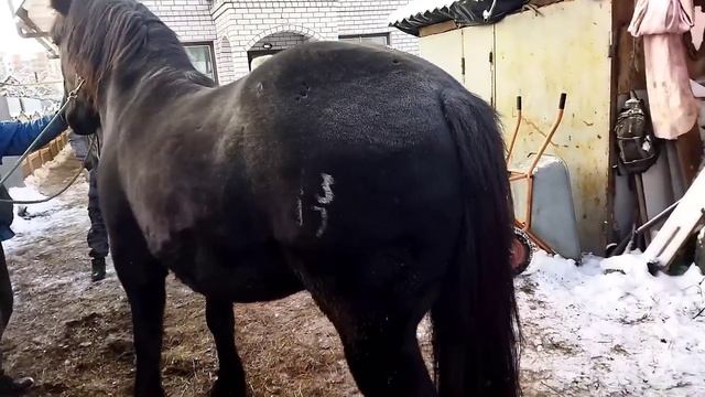 ЛОШАДИ/ ПОКУПАЕМ ЦЫГАНСКИХ ЛОШАДЕЙ смотреть онлайн