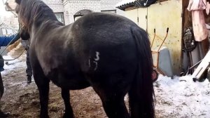 ЛОШАДИ/ ПОКУПАЕМ ЦЫГАНСКИХ ЛОШАДЕЙ