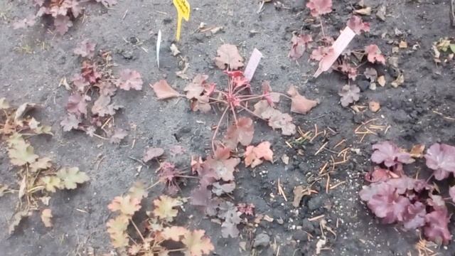 Любимый сад в ноябре 2021 зеленые растения зимующие морозник офиопогон лириопе дубравник и д