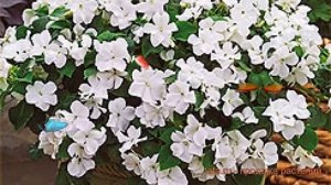 Бальзамин ампельный Вайт ? ампельный бальзамин Вайт обзор: как сажать, семена бальзамина Вайт