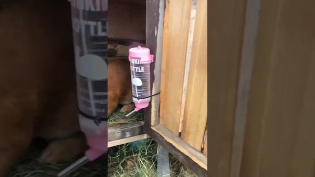 Разведение кроликов. смотреть онлайн