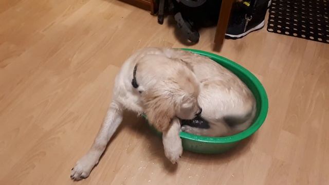 Вэнди принимает тазик с водой.