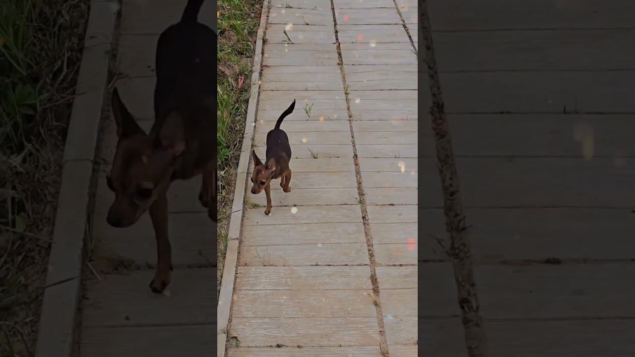 ТойТерьеры Тимка и Симка в деревне смотреть онлайн